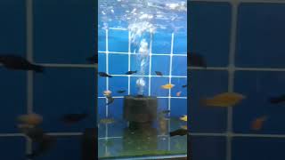 😱🐠molisfishestropicalfish aquarium [upl. by Tempa]