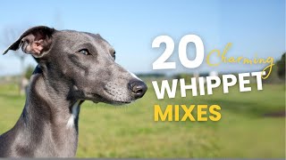 20 Charming WHIPPET Mix Breeds Youll Adore [upl. by Inafetse]