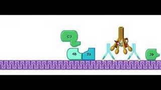 Classical Pathway Complement System [upl. by Virginie]