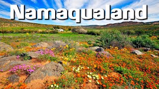 Namaqualand Flowers  Photographing The worlds Greatest Wild Flower Spectacle [upl. by Leirza]