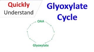 Glyoxylate cycle [upl. by Vannie]