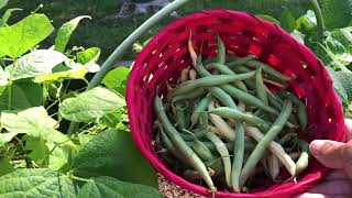 Neglected Garden Tour and Harvest [upl. by Ennovyhs692]