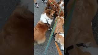 Malpoo Vs Shetland Sheepdog Vs Corgi [upl. by Woodford]