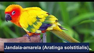 Jandaia Amarela  SUN CONURE [upl. by Anale]