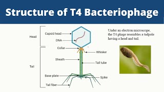 Structure of T4 Bacteriophage  Biology [upl. by Yrruc]