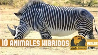 10 ANIMALES HÍBRIDOS MÁS INCREÍBLES DEL MUNDO [upl. by Dallis]