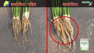 How to use BiovitaX in Cotton Crop  बायोविटा का उपयोग कैसे करें और फसल की वृद्धि को अधिकतम करें [upl. by Murrah809]