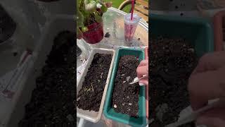 Planting Geranium Seeds Pt 1  Surprise Colors [upl. by Ainollopa837]