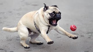 FUNNIEST PUG videos make you LAUGH ALL TIME  Funny Dog Videos 2024 [upl. by Otsuaf]