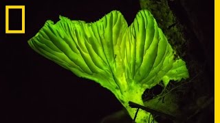 GlowintheDark Mushrooms Nature’s Night Lights  National Geographic [upl. by Rehpotsrik]