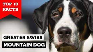 Greater Swiss Mountain Dog  Top 10 Facts [upl. by Nelrac]