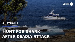 Hunt on for great white shark that killed Sydney swimmer  AFP [upl. by Arbuckle]