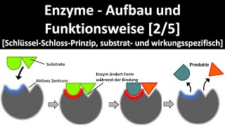 Enzyme  Aufbau und Wirkungsweise SchlüsselSchlossPrinzip Substrat u Wirkungsspezifität 25 [upl. by Banks190]