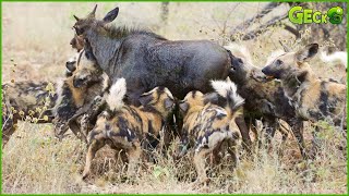 Top 50 Crazy Hunting Moments Of Wild Dogs Recorded On Camera  Wild Animals [upl. by Aimehs]