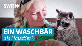 Wilde Großfamilie – Lustige Waschbären als Haustiere [upl. by Otreblaug]