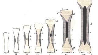 HISTOLOGIE Tissu osseux ossification [upl. by Terr]