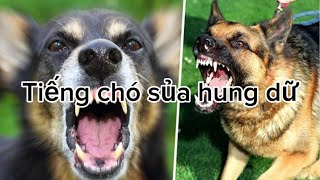 Tiếng chó sủa  Tiếng chó dữ  Tiếng chó sủa hung dữ [upl. by Nor424]