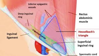 HESSELBACH TRIANGLE  MEDIAL INGUINAL FOSSA  INGUINAL TRIANGLE GROSS ANATOMY [upl. by Meagher761]