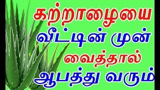 கற்றாழையை வீட்டின் முன் நட்டு வைத்தால் ஆபத்து வருமா  how to grow katralai or aloevera in home [upl. by Thorndike345]