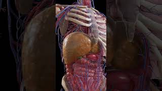 From Fatty Liver to Cirrhosis [upl. by Trager290]