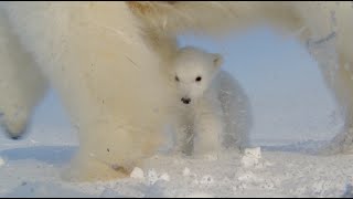 Polar Bear Films Cubs First Steps Outside of Den [upl. by Strickman]