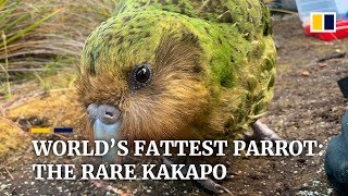 Hope for ‘world’s fattest’ parrot as endangered kakapo have recordbreaking breeding season [upl. by Einberger]