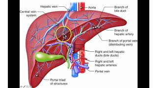 Hepatic Circulation [upl. by Sile]