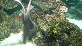 Bamboo Sharks Mating [upl. by Otrebogad]