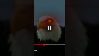 Eagle Screech Meme [upl. by Brad]