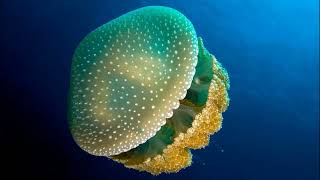 Facts The Spotted Jellyfish Phyllorhiza punctata [upl. by Ennalorac]