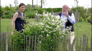 CLÉMATITES À PETITES FLEURS À DÉCOUVRIR LES CONSEILS DE CULTURE ET DE TAILLE PAR UNE PEPINIERISTE [upl. by Lisa]