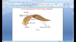 Phylum Platyhelminthes [upl. by Etienne836]