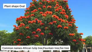 african tulip tree interesting factsfountain tree spathodea campanulata [upl. by Sansen]