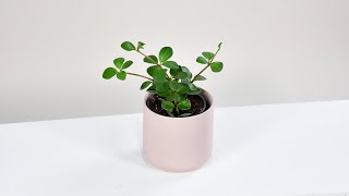 Peperomia Hope Soil Propagation [upl. by Ingemar]