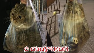 ПРИКОЛЫ С КОТАМИ Самая смешная озвучка животных Смешные коты и собаки [upl. by Libb]