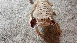 Phrynocephalus mystaceus galli  Secret toad head agama [upl. by Bouton663]