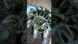 Pamphobeteus sp mascara tarantula hunts black cricket [upl. by Christopher]