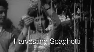 BBC SpaghettiHarvest in Ticino  Switzerland Tourism [upl. by Kcirb]