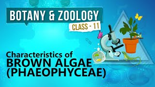 Characteristics of Brown Algae  Phaeophyceae   Kingdom Plantae  Biology Class 11 [upl. by Saqaw567]