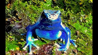 アイゾメヤドクガエル（コバルトヤドクガエル型） Dyeing poison frog Cobalt blue type Dendrobates tinctorius var [upl. by Puto649]