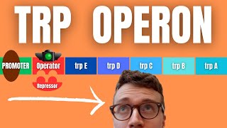 TRP OPERON EXPLAINED [upl. by Candyce577]