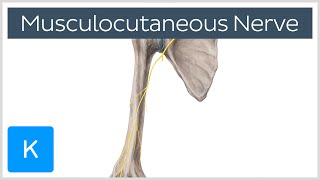 Musculocutaneous Nerve  Innervation amp Origin  Human Anatomy  Kenhub [upl. by Sdlonyer]