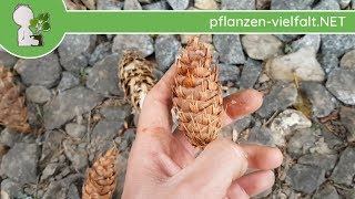 Gew Douglasie  FrüchteSamen  071018 Pseudotsuga menziesii  Bäume Früchte bestimmen [upl. by Aig]