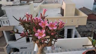 Adenium Crispum hyb [upl. by Ellora362]