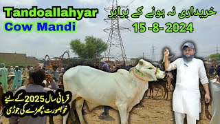 Asia ke sab sa bari mandi tandoallahyar cow mandi UrduHindi [upl. by Ailad535]