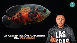 La ALIMENTACIÓN CORRECTA de un PEZ OSCAR  ¿Qué darle de comer  AcuariosLP [upl. by Akehsyt]