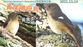 20211214 黃尾鴝母鳥覓食中【大安森林公園Daurian Redstart female】 [upl. by Dari543]