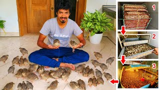 See How To Hatch Quail Eggs  Visiting Biggest Quil Farm  We Bought Quails [upl. by Anadroj268]