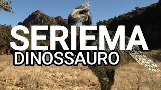 Seriema um Dinossauro vivo [upl. by Tsenrae]