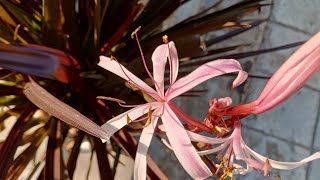 Flowering on New Zealand Flax after 4 yearshow to care phormium plant [upl. by Yetta236]